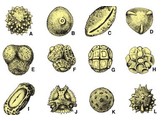 Types de pollen  s.e. d une grande variete de pollens melanges