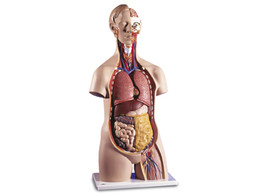 GESCHLECHTSLOSER KLASSIK TORSO  14-TEILIG - B13  1000190 