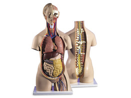 GESCHLECHTSLOSER KLASSIK TORSO MIT GEOFFNETEM RUCKEN  18-TEILIG - B19  1000193 