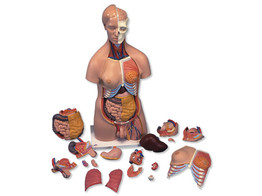 ZWEIGESCHLECHTIGER LUXUS-TORSO 20-TEILIG - B32  1000197 