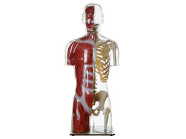TRANSPARENT MUSCLE TORSO MODEL WITH HEAD - SOMSO