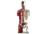 TRANSPARENT MUSCLE TORSO MODEL WITH HEAD - SOMSO