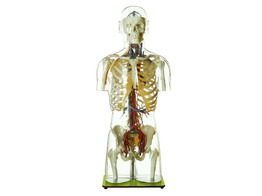 TRANSPARENT TORSO MODEL WITH BLOOD VESSELS AND HEAD - SOMSO