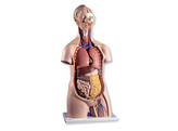 TORSO MET HOOFD  13 DELIG