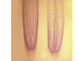 Allium cepa  onion  mitosis root tip  l.s. - SB.2009A