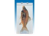 FISH DISSECTION IN PRESERVATION SOLUTION