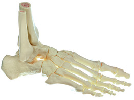 SKELETON OF THE FOOT  RIGHT