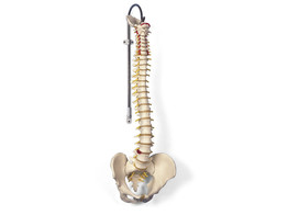 CLASSIC FLEXIBLE SPINE MODEL - A58/1  1000121 