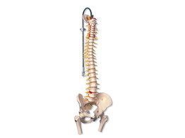 DELUXE FLEXIBLE SPINE MODEL WITH FEMUR HEADS - A58/6  1000126 