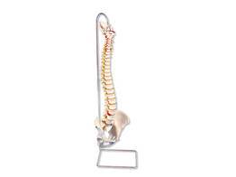 HIGHLY FLEXIBLE SPINE MODEL - A59/1  1000130 
