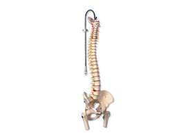 COLONNE VERTEBRALE FLEXIBLE POUR LA FORTE SOLLICITATION  AVEC DES MOIGNONS DE FEMUR - A59/2  1000131 