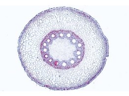 Zea mays  mais  racine  c.t.