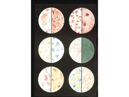 BACTERIA CHART - V2041M  1001194 