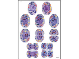 CELL DIVISION II CHART  MEIOSIS - V2051M  1001210  -LAMINATED