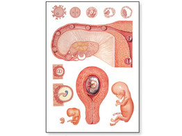 WANDPLAAT EMBRYOLOGIE I - V2066M  1001222 