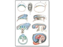 WANDPLAAT Embryologie II - 1001224  V2067M 