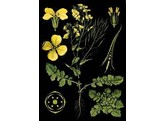CHART RAPESEED