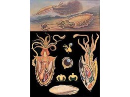 LEHRTAFEL TINTENFISCH