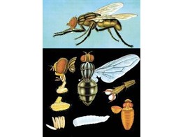 LEHRTAFEL STUBENFLIEGE
