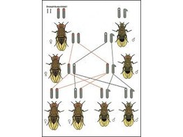 WANDPLAAT DROSOPHILA I