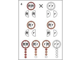 WANDPLAAT SCHEMA MONOHYBRIDE KRUISING