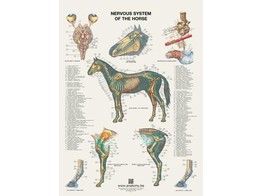 HORSE POSTER  NERVOUS SYSTEM