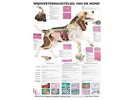 POSTER VERDAUUNG DES HUNDES 50X70CM  FRANZOSISCH 
