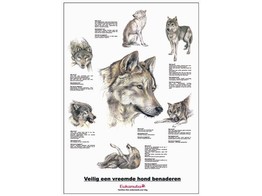 HOND VEILIG BENADEREN POSTER 50X70CM NDL