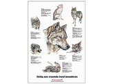 HOND VEILIG BENADEREN POSTER 50X70CM FR