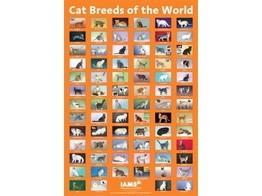 CAT BREEDS OF THE WORLD POSTER 100X70 CM