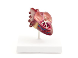 CANINE HEART WITH HEARTWORM