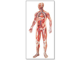 THE VASCULAR SYSTEM CHART LAMINATED   RODS