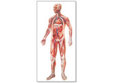THE VASCULAR SYSTEM CHART LAMINATED   RODS