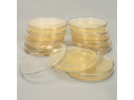 GELOSE NUTRITIVE DANS BOITES DE PETRI  PAR 20 PCS - DIAMETRE 55MM