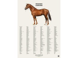 HORSEPOSTERS  REGIONS