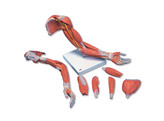 DELUXE MUSCLE ARM  6 PART  LIFE SIZE br/ -   M11  1000347 
