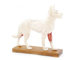 MODELE D  ACUPUNCTURE   CHIEN
