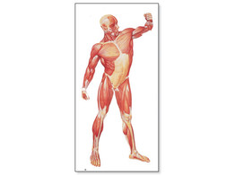 THE HUMAN MUSCULATURE CHART  FRONT   RODS