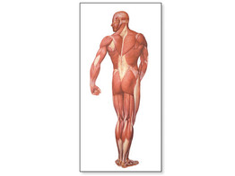 THE HUMAN MUSCULATURE CHART  REAR  LAMINATED   RODS