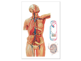 THE LYMPHATIC SYSTEM CHART  LAMINATED