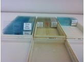 MICROPREPARATION - CHAMPIGNON - PEZIZA SP APOTHERCUM