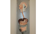 DIGESTIVE SYSTEM IN REAL SIZE - VINTAGE MODEL