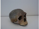 ANTHROPOLOGISCHE SCHEDEL