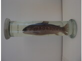 VIS IN STERK WATER