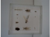 SET INSECTEN IN STERK WATER