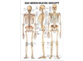 POSTER SKELET ENGELSTALIG 70CM X 100CM