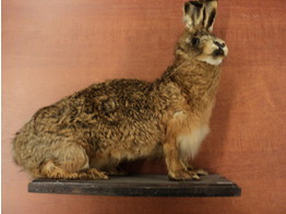 TAXIDERMIED HARE SPECIMEN