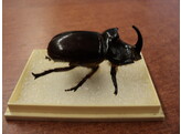 NEUSHOORN KEVER ONDER PLEXI