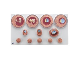 EMBRYONIC DEVELOPMENT MODEL  12 STAGES  - 1001257  VG391 