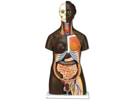AFRIKANISCHE TORSO  ZWEIGESCHLECHTIGER  24-TEILIG -  B37  1000202 